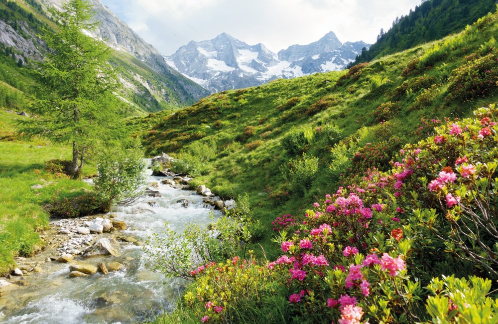 Alpenrosen am Hochgebirgsbach © by paul - stock.adobe.com