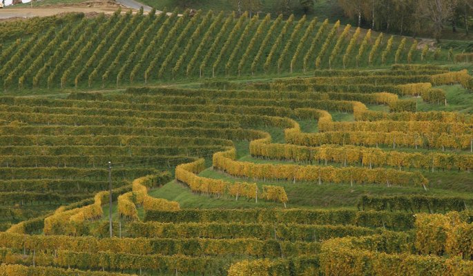 Weinberge Jeruzalem © www.slovenia.info/Coppo di Marco Coppo