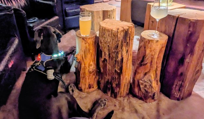 Dogge entspannt in der Lounge © GUTREISTMANN