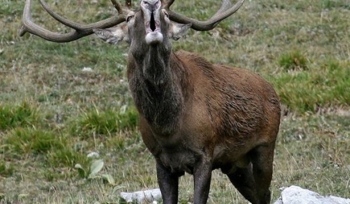 Parco NAzionale d'Abruzzo © GUTREISTMANN