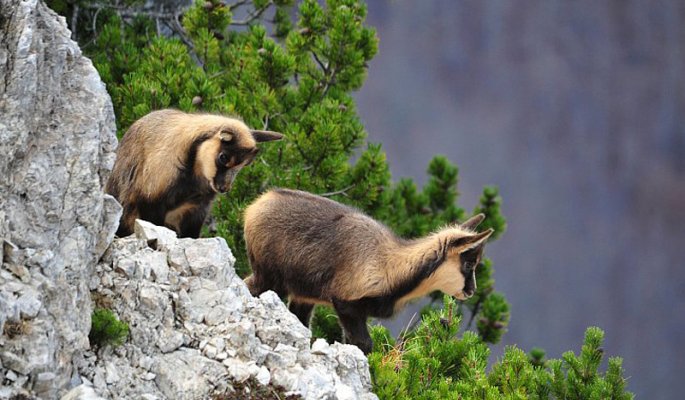 Parco NAzionale d'Abruzzo © GUTREISTMANN