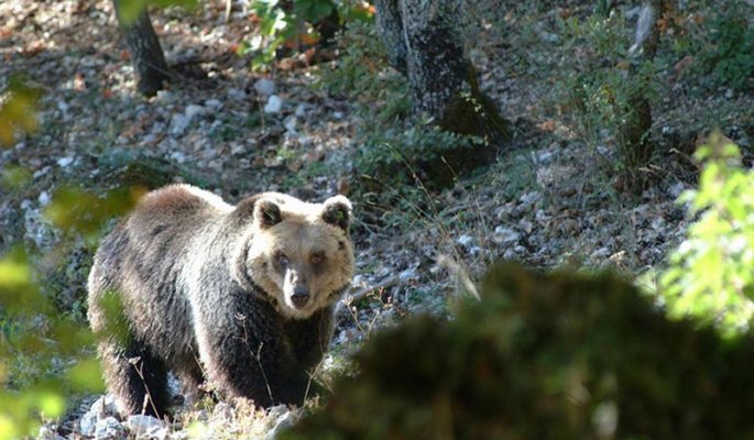 Parco NAzionale d'Abruzzo © GUTREISTMANN